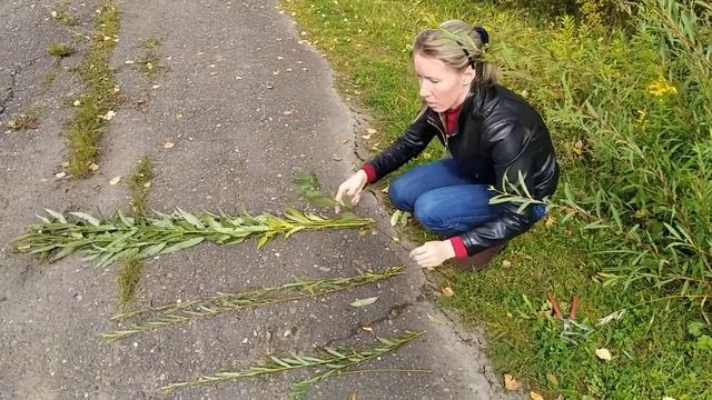Заготовка лозы смотреть онлайн