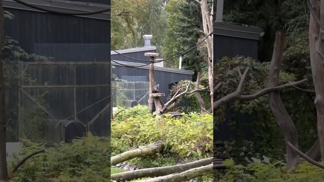 Кошачий лемур. Варшавский зоопарк \ Cat lemur. Warsaw Zoo смотреть онлайн