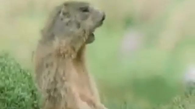 Веселая озвучка животных Animals смотреть онлайн