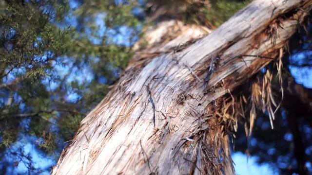 Small & Fast: 7artisans 35mm F1.2 Lens Overview смотреть онлайн