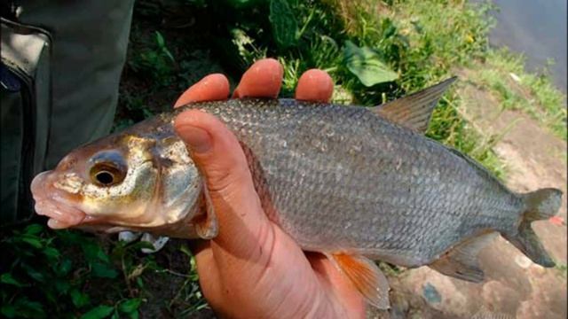 РИБЕЦЬ, ПІДУСТ ВІДМІННОСТІ. ЗАБОРОНА ВИЛОВУ? смотреть онлайн