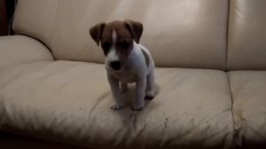 Джек Рассел терьер ругается