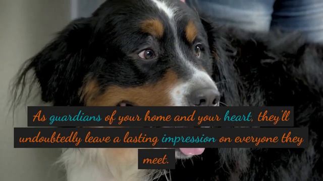 Hovawart dog breed смотреть онлайн