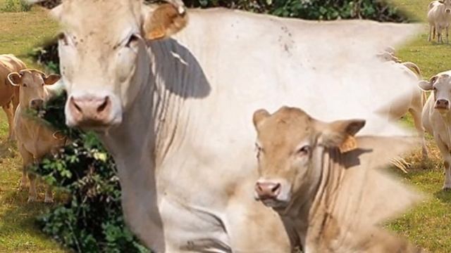 Аквитанская светлая и Аулиекольская мясные породы коров | КРС | Содержание и разведение коров смотреть онлайн