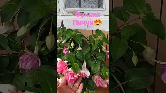 фуксия Пиччи#сибирскийсад #цветывсаду #фуксия #фуксимания смотреть онлайн