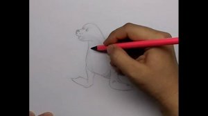 Как нарисовать тюленя