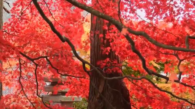 Nice, soothing music. Violin. For relaxation and reading. Background music. Nature. смотреть онлайн