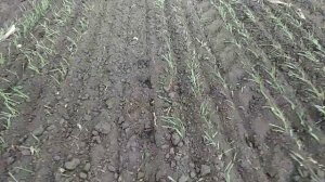 Внесение удобрений сеялкой СЗ-3.6.