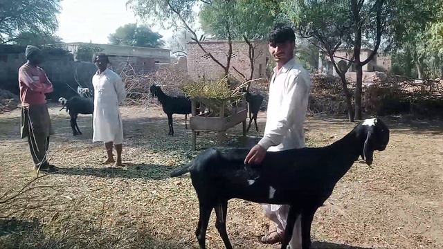mhr bhdur ka shok mashallha g 03036135054 смотреть онлайн