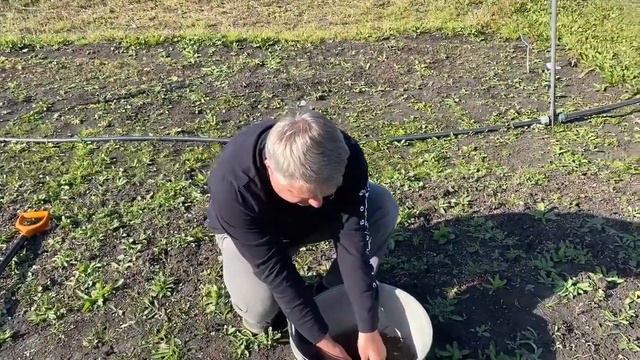Пион тонколистный (Paeonia tenuifolia) - неземная красота в Мармыжах! смотреть онлайн
