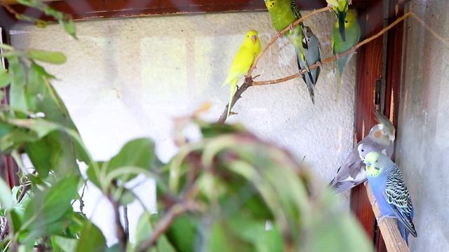 Most Asked Budgie Questions | Part 1 | How To Feed Budgies?