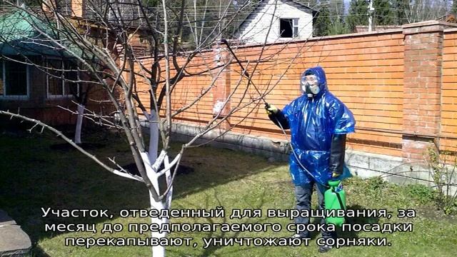 Слива Аленушка смотреть онлайн