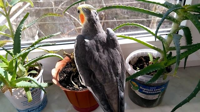 Пение кореллы. Как поет корелла. Попугай корелла поет на солнышке. The singing of Corella. смотреть онлайн