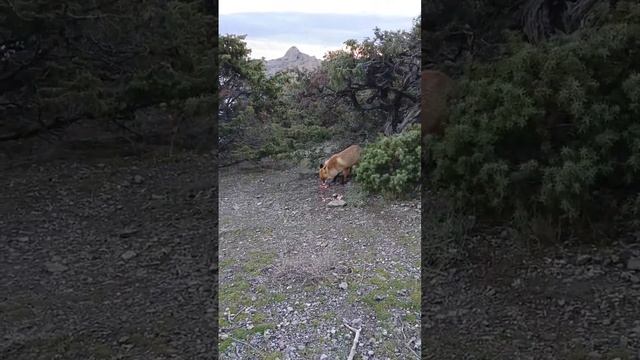 В Крыму Лисиц кормят Как в зоопарке