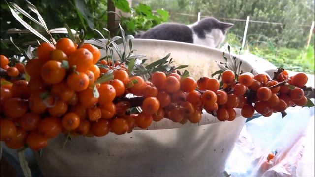 Отличный способ сбора ягод облепихи! смотреть онлайн