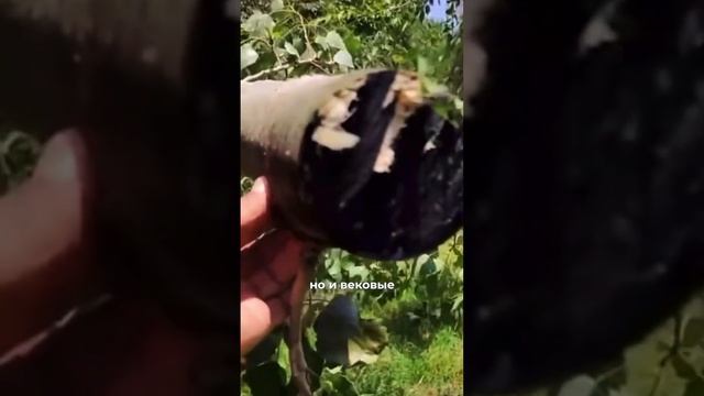 когда Матвиенко предлагал сосули лазером резать, все смеялись … #китай #новости #жесть