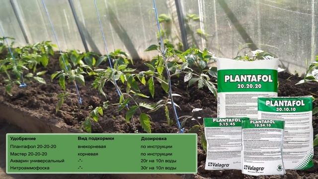 Схема подкормки томатов минеральными удобрениями смотреть онлайн