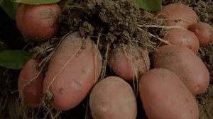 Картофель Беллароза Характеристика Сорта Отзывы Вкусовые