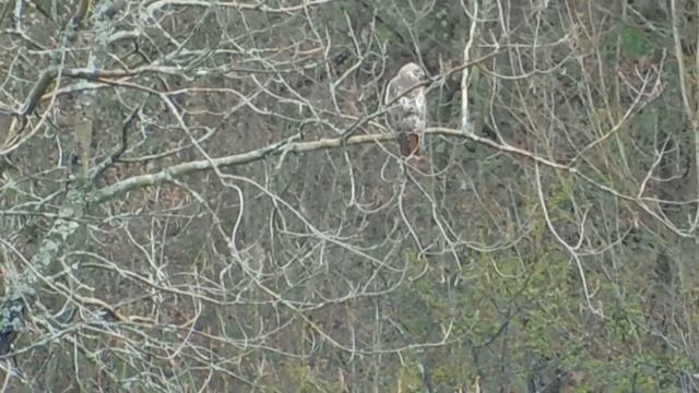 Zoom from the Nikon Coolpix B500 смотреть онлайн