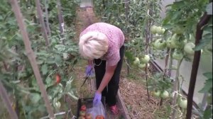 Самый урожайный сорт томатов Сибирские шаньги 2018