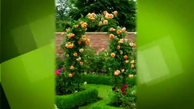 "Країна порад": особливості догляду за трояндами смотреть онлайн