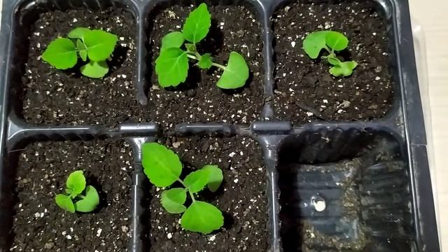 Сальвия сверкающая. Ред Меджик. Всходы. смотреть онлайн