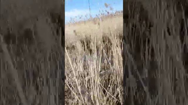 Лебедь потерял подругу 🥺🥺🥺 смотреть онлайн