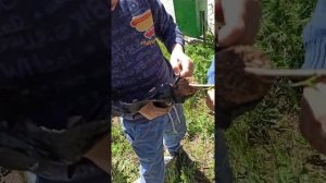 Как высаживать саженцы (черноплодную рябину). Наша любимая ягода. Смогут даже дети ?