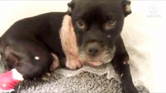 Собака, которую бросили, кинулась к людям с поцелуями. Она благодарила их за свое спасение смотреть онлайн