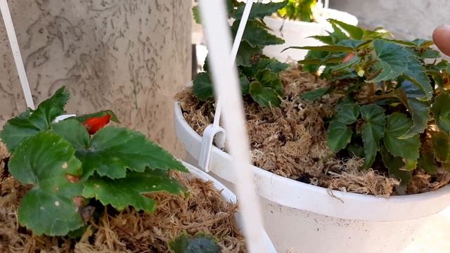 Как цветут мои бегонии. Из семян,клубневые и ампельные! #бегонии,#цветениебегоний.