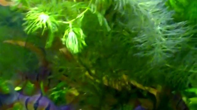 #Aquarium. Пельвикахромис и юлидохромис в одном аквариуме. смотреть онлайн