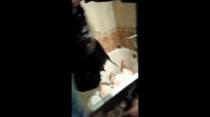 Вкусна жрать 2: разделать труп животного