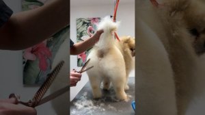 Попка вашего шпица будет выглядеть идеально после этой стрижки! Часть 1