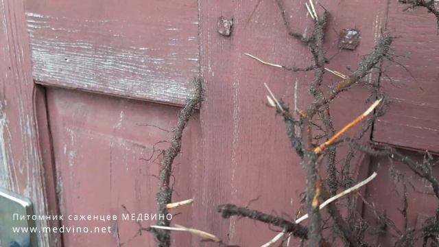 Когда сажать косточковые: осенью или весной