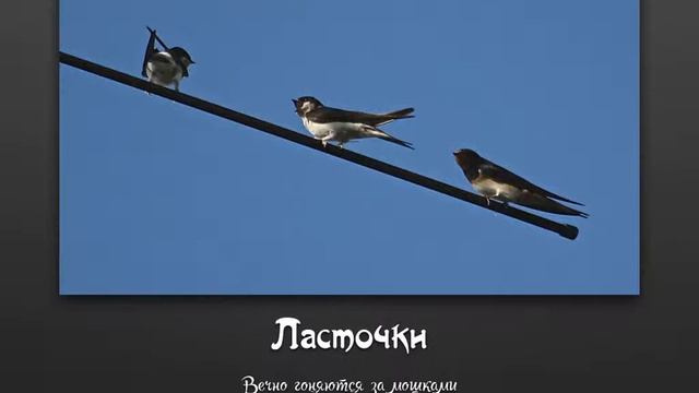 Птицы Чудесника. Демонстрация и рассказ о подмосковных птицах. Читает автор. смотреть онлайн