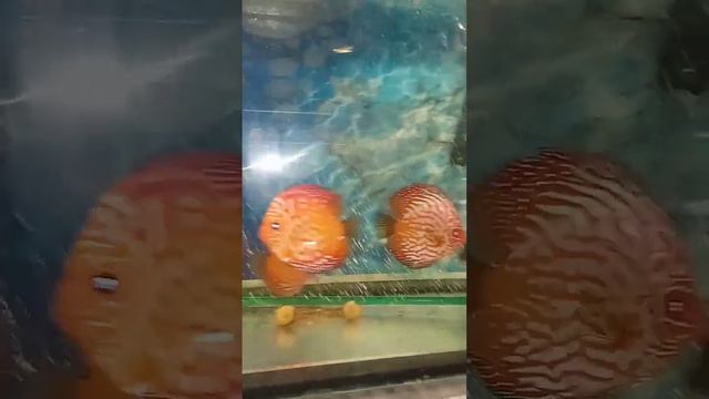 Продам Пидженов 10-13 см, бьются на пары #аквариумныерыбки #discus #дискусы #aquarium #аквариум смотреть онлайн