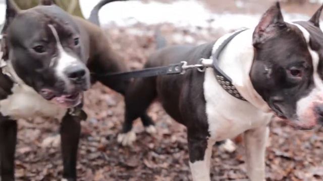 Предварительная тренировка ПитБульШоу 2 апреля 2017 смотреть онлайн