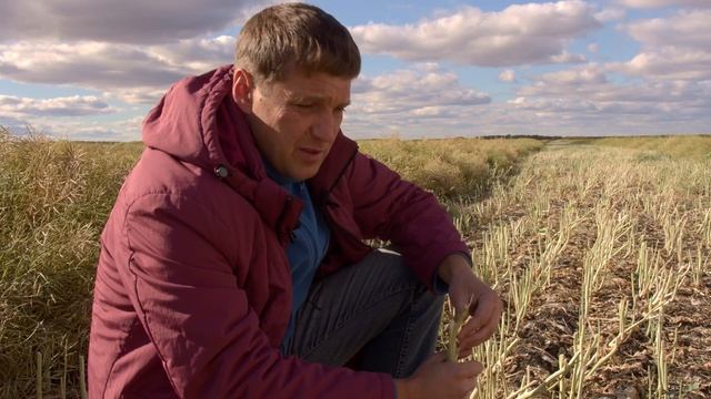 Яровой рапс в системе севооборота. Технология No-Till на практике. смотреть онлайн