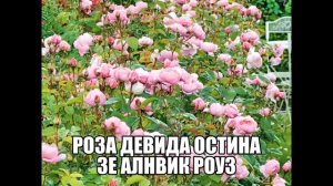 Роза Девида Остина Зе Алнвик Роуз