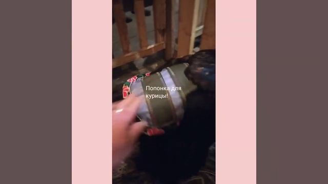 Попонка для кур смотреть онлайн