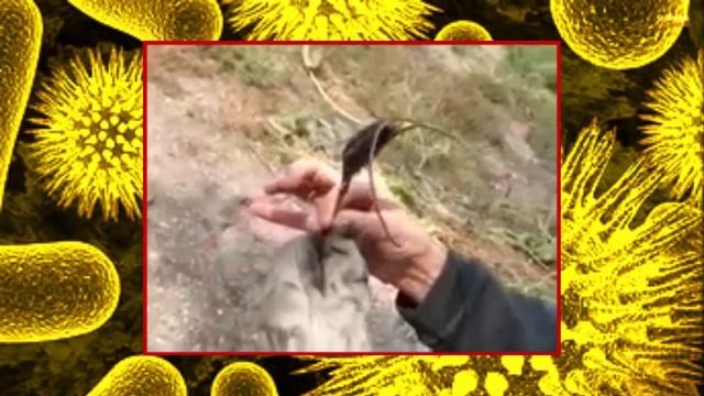 САМЫЕ УДИВИТЕЛЬНЫЕ РАСТЕНИЯ #ИФ смотреть онлайн