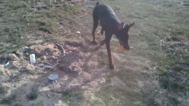 Доберман и апельсин смотреть онлайн