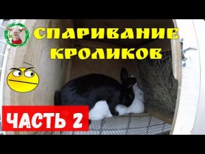 Спаривание кроликов и как понять результативность случки)