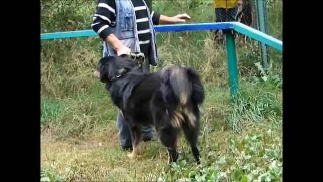 монгольский банхар смотреть онлайн