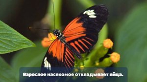 Насекомые. Окружающий мир (1 класс)