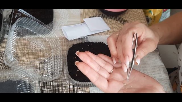 Как сохранить сорт томата\ Сею помидоры 6 марта смотреть онлайн