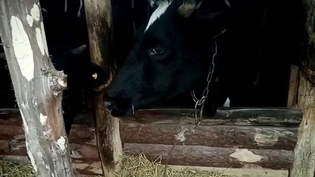 Мы ещё пасемся, а у Ночки зуборон. смотреть онлайн