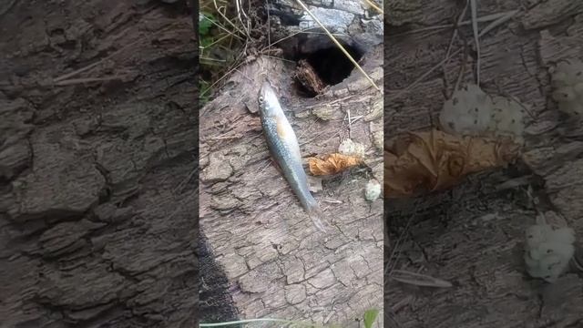 эту рыбу никто почти не угадает чтоза рыба? #рек #рыбалка #carpfishing #fish #природа #fishing #100 смотреть онлайн
