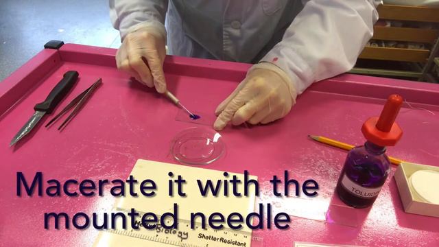 Preparation Of A Root Tip Squash Microscope Slide, A Level Biology AQA/ OCR Required Practical