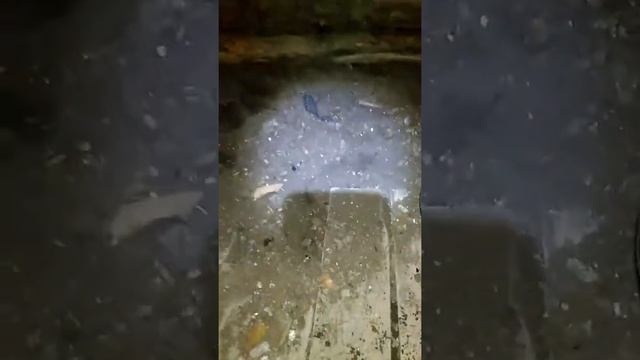 Зимний коп обновил металлоискатель смотреть онлайн